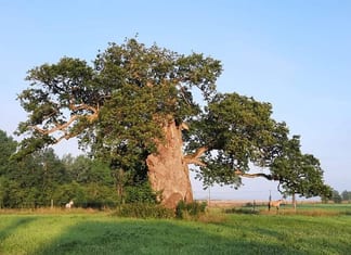 Qui sont les Justes qui sont entrés vivants au Gan Eden?