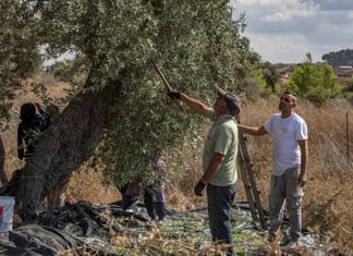 Ils veulent venir pour la récolte des olives en Judée-Samarie