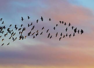 Vayera: Plus haut encore que les anges (Rav J. Sacks Z »l)