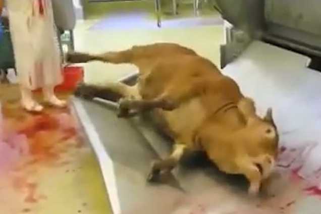 a-ABATTOIR-ALES-640x468_636_424