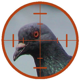 Pigeon