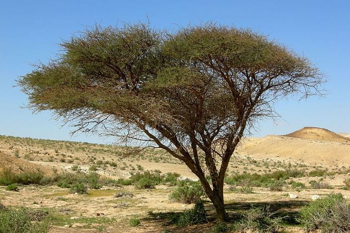 acacia_negev