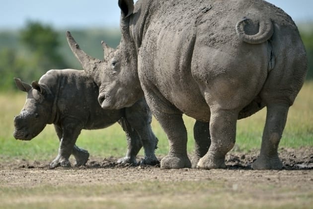 ZOO