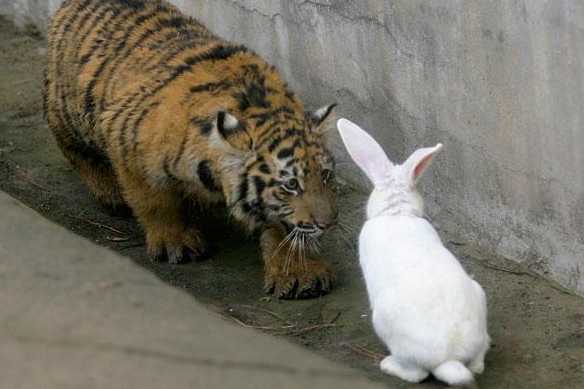 diapo_tigre_584_390