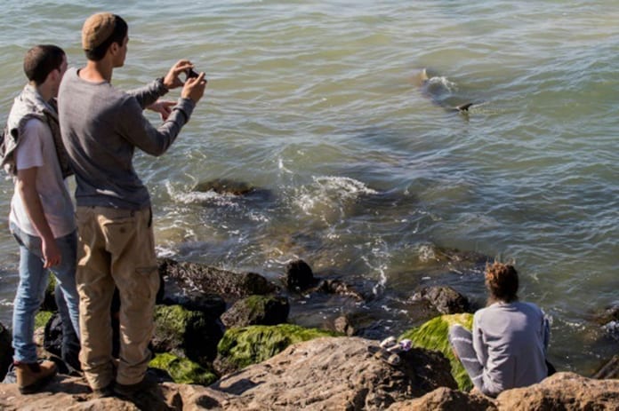 requins-hadera