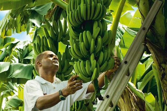 israel bananes