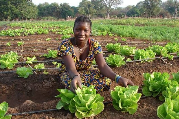Growing lettuce in Senegal