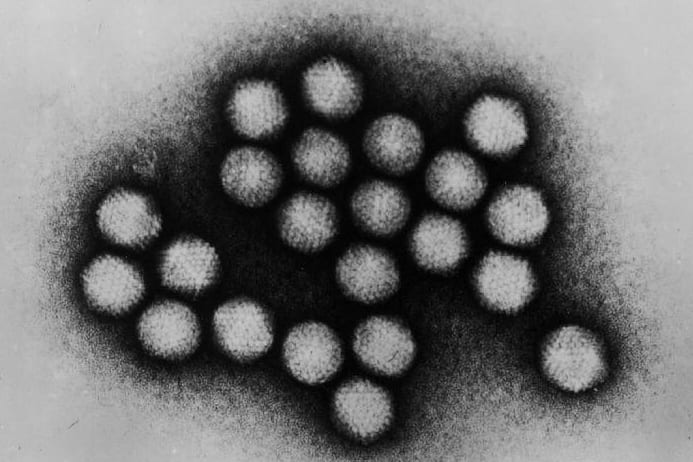 adenovirus