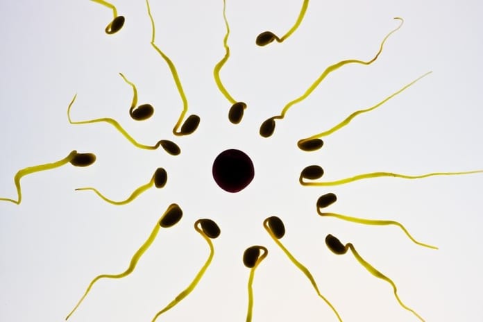 sperm-956481_960_720