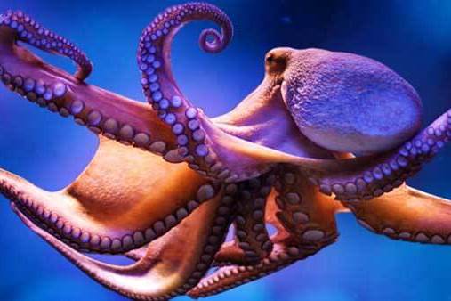 Octopus