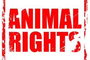 animal-rights-hacktivism