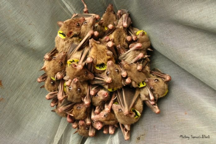 Bebe_chauve_souris