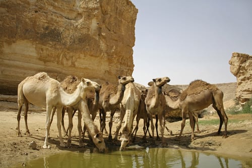 camels_drinking