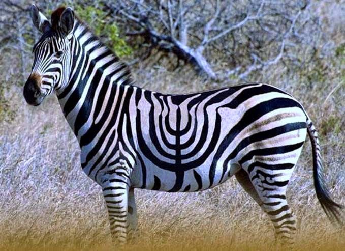 zebre-hanouka