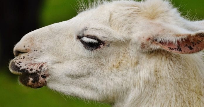 une-lama-alzherimer-696x366