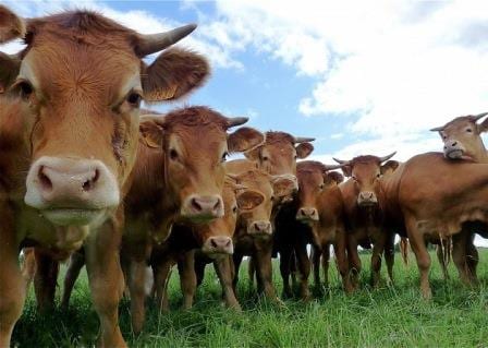 vaches