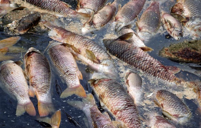 640x410_illustration-poissons-morts-riviere