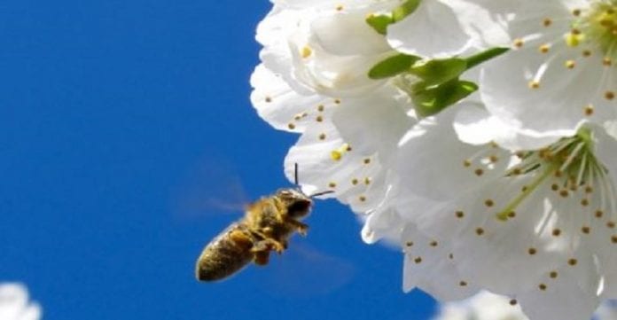 Les-fleurs-entendent-les-insectes-1