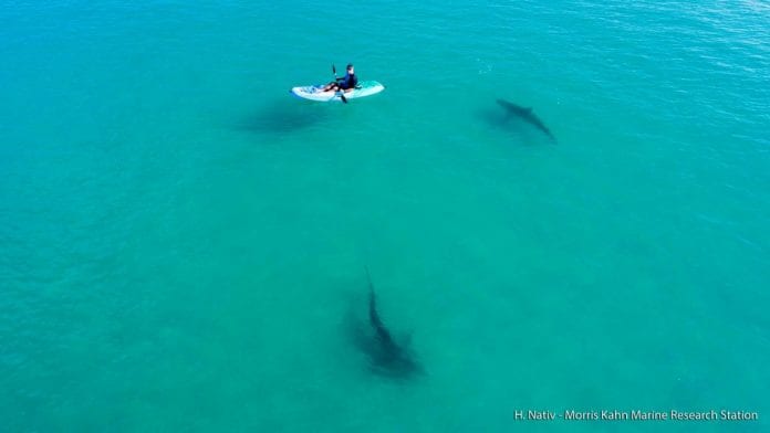 shark0053-1168x657
