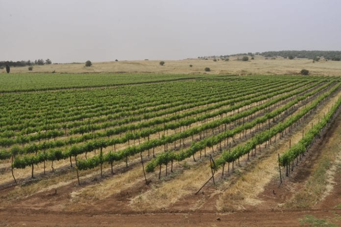 Vignoble-du-Golan-Serge-Attal