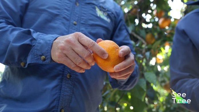 seetree-Orange-1168x657