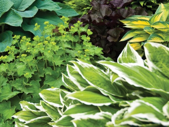 Algues-fraiche-concentreees-Hosta-fleur-800x600