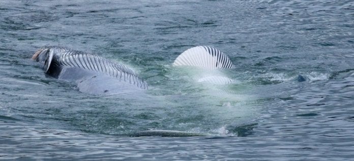 baleine-bleue-peche-Islande-072018