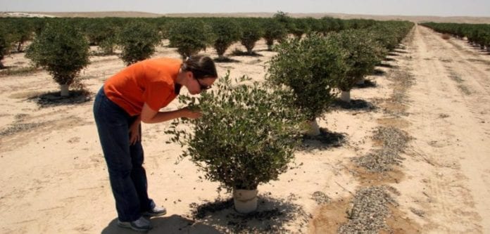 desert-agriculture-near-kibbutz-hatzerim-2005-2-800x383