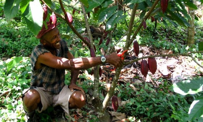 Cacao_farmer_Ghana_16fb32910a-696x418