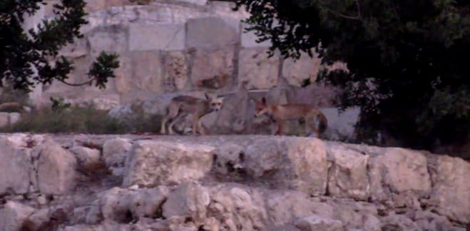 renard-kottel