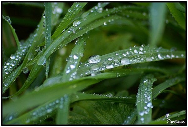 apres-la-pluie-f74e73d8-d71b-441b-8d53-bc3fb6dfe949