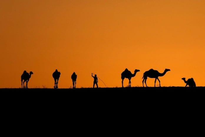 jeune-bedouin-conduit-troupeau-chameaux-coucher-soleil-Beersheba-Israel-2016_0_728_486