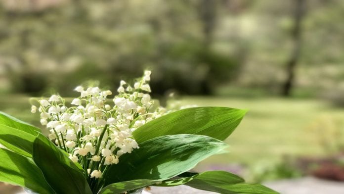 fr-muguet