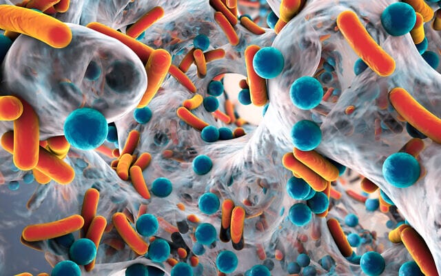 Biofilm of antibiotic resistant bacteria