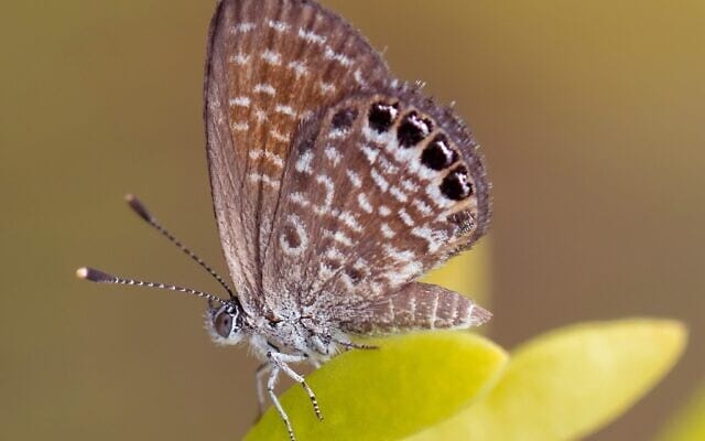 another-pygmy-blue-e1628600715837-640x400