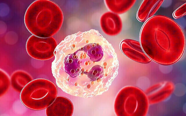 Neutrophil, a white blood cell