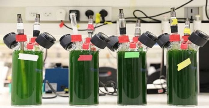 Israël-produit-de-lélectricité-avec-des-plantes