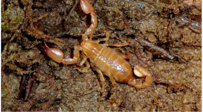 2021-11-14 15_40_20-Une vague de scorpions, responsable d’au moins trois morts et d’un demi-mille bl