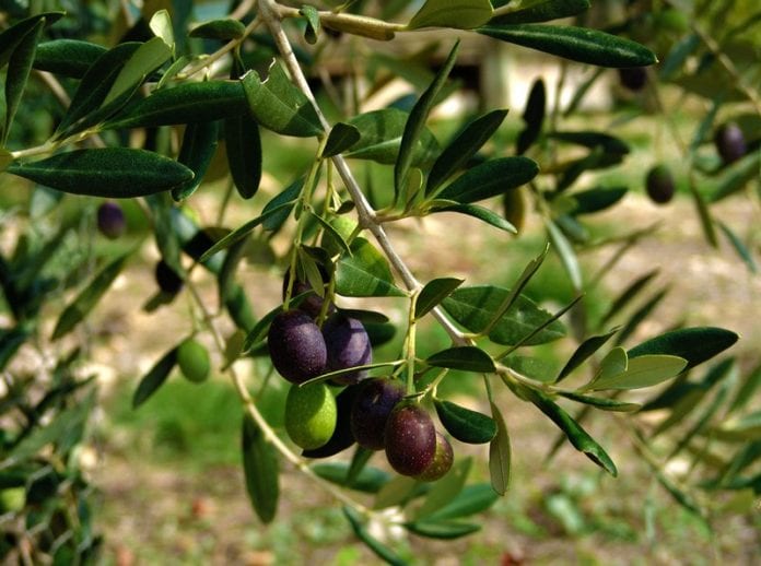 Voyage autour de la Méditerranée et de la culture d'olives