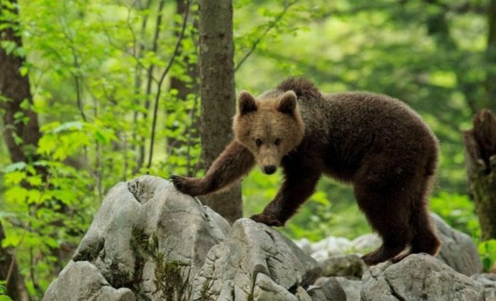 Ours-slovene-ariege-chasseur-bergers-macron-768x466
