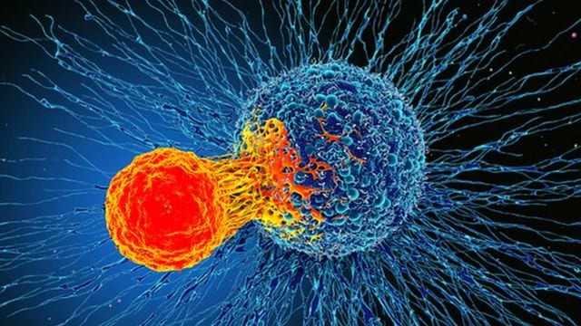 _110580947_f0192831-cancer_cell_and_t_cell_illustration-spl