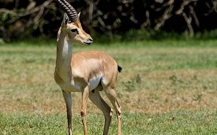 Gazella_gazella-e1441459783203-1024x640-1