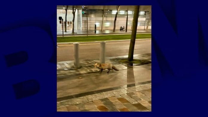 Paris-un-renard-apercu-dans-le-quartier-de-Balard-tot-ce-lundi-matin-1226310
