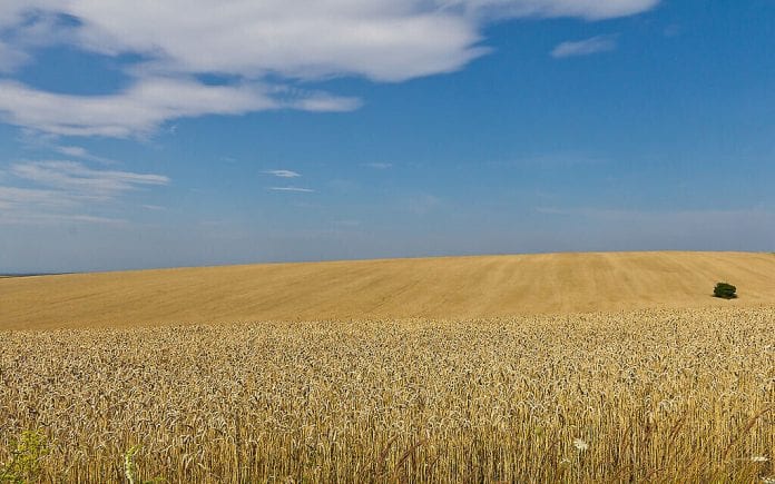 1024px-Wheat_fields_in_Ukraine-5961-1024x640-1-1024x640