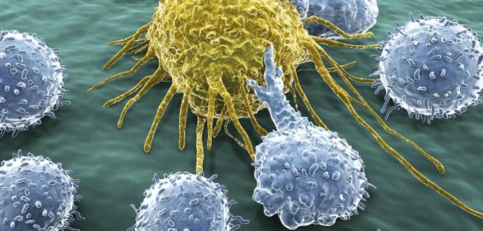 Lymphocytes and cancer cell