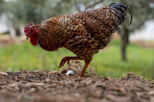 coq