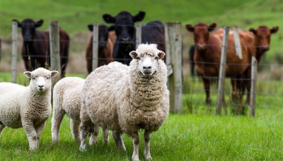 sheep-cows580