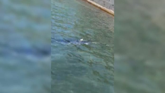 Un-requin-bleu-repere-a-Hyeres-dans-la-zone-des-plages-de-l-Almanarre-1456957