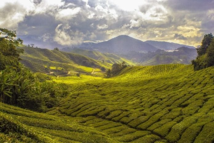 agriculture-1846649_1920-728x485