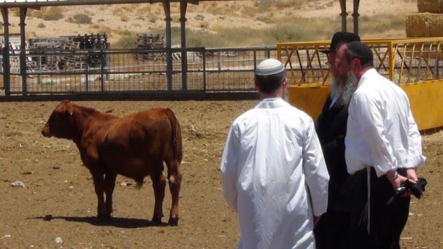 vache_rousse
